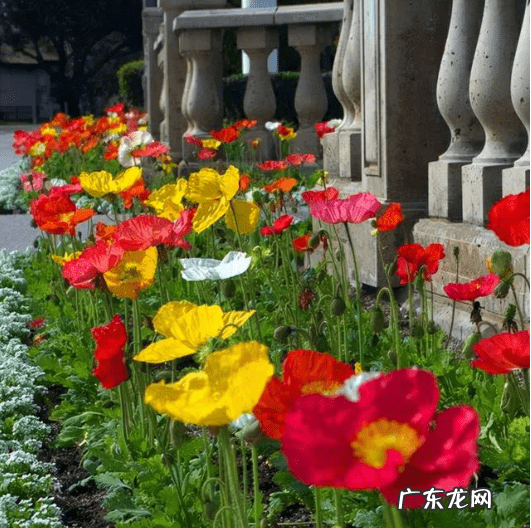 风水不能养的植物