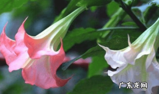 风水不能养的植物