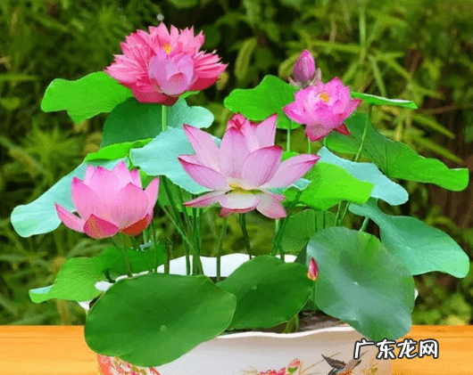 风水不能养的植物