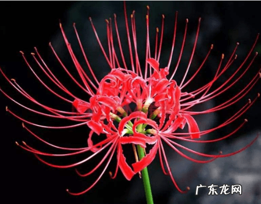 风水不能养的植物