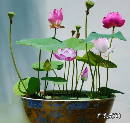 风水不能养的植物