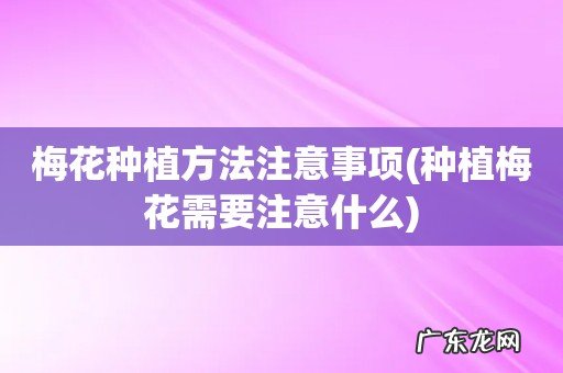 种植梅花需要注意什么 梅花种植方法注意事项