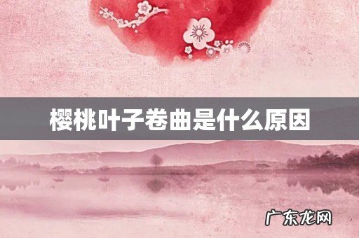 樱桃叶子卷曲是什么原因