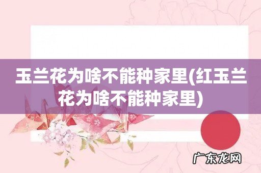 红玉兰花为啥不能种家里 玉兰花为啥不能种家里