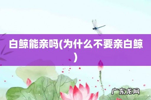 为什么不要亲白鲸 白鲸能亲吗