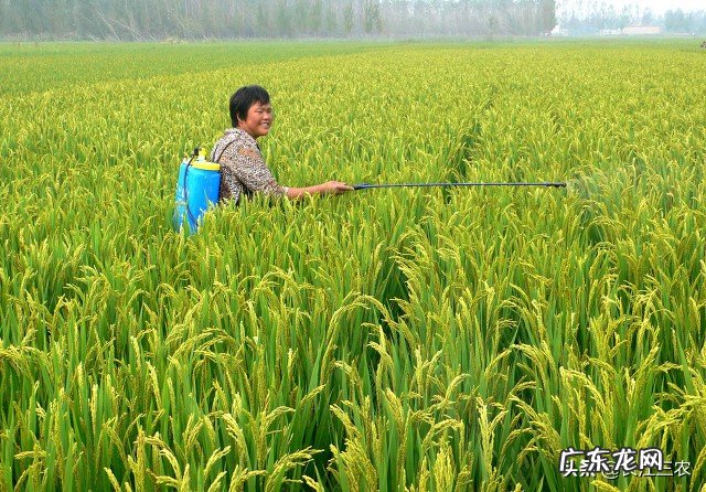 水稻倒伏是什么原因 水稻倒伏怎么办