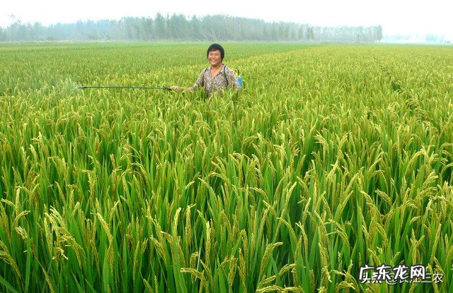 水稻倒伏是什么原因 水稻倒伏怎么办