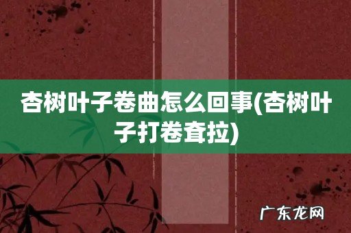 杏树叶子打卷耷拉 杏树叶子卷曲怎么回事