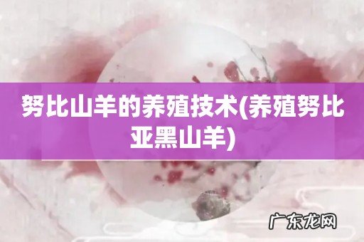 养殖努比亚黑山羊 努比山羊的养殖技术