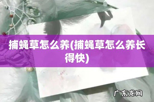 捕蝇草怎么养长得快 捕蝇草怎么养