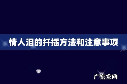 情人泪的扦插方法和注意事项