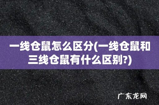 一线仓鼠和三线仓鼠有什么区别? 一线仓鼠怎么区分