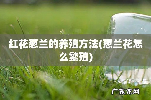 葱兰花怎么繁殖 红花葱兰的养殖方法