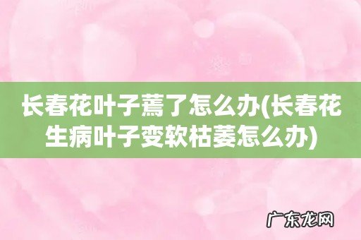 长春花生病叶子变软枯萎怎么办 长春花叶子蔫了怎么办