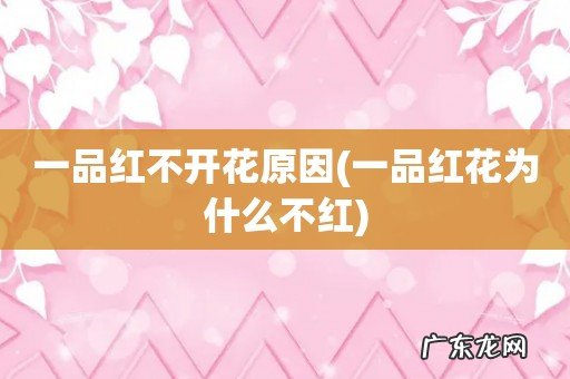 一品红花为什么不红 一品红不开花原因