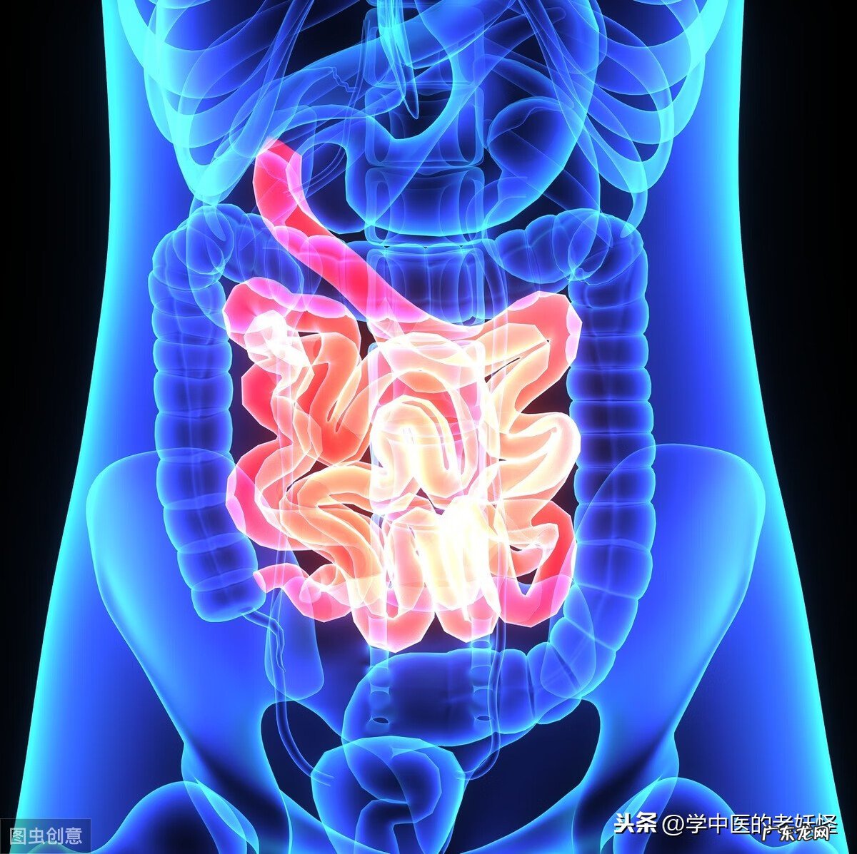 消化系统的功能 消化系统