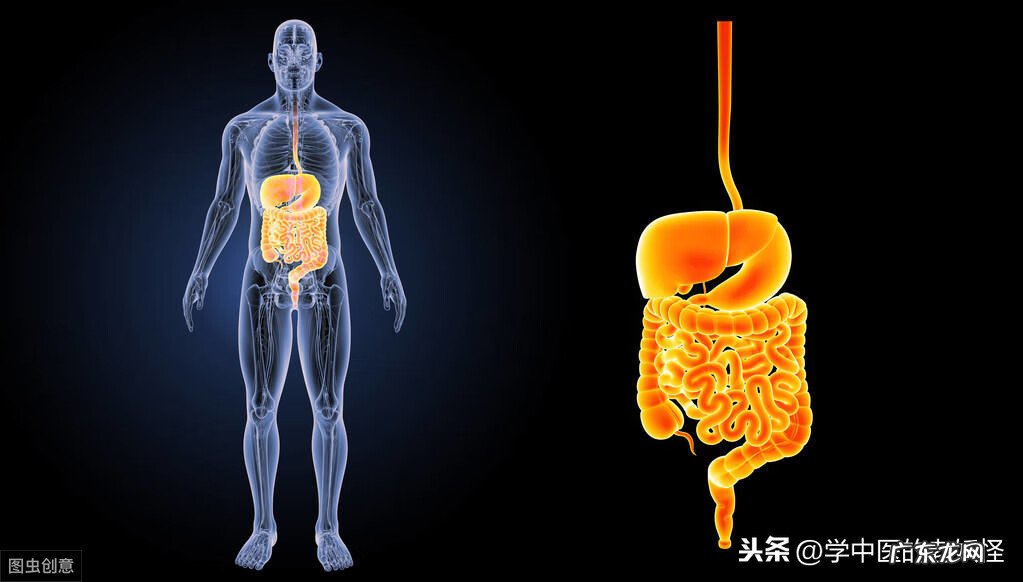 消化系统的功能 消化系统