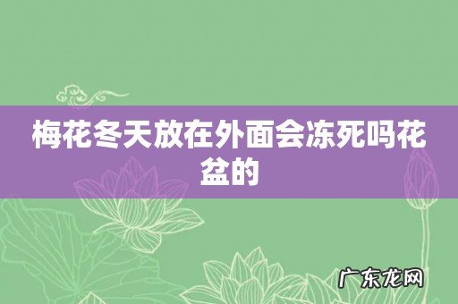 梅花冬天放在外面会冻死吗花盆的
