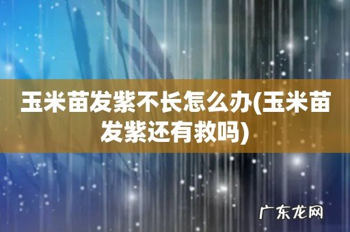 玉米苗发紫还有救吗 玉米苗发紫不长怎么办