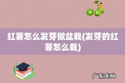 发芽的红薯怎么栽 红薯怎么发芽做盆栽