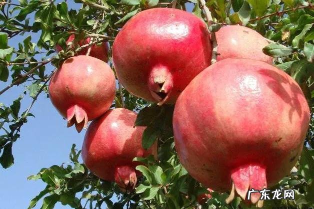 养鸟有什么风水讲究吗 有利风水的鸟类