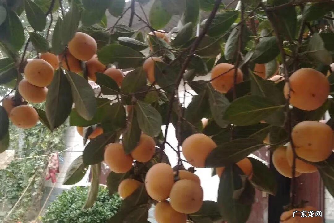 养鸟有什么风水讲究吗 有利风水的鸟类