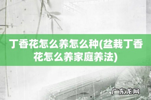 盆栽丁香花怎么养家庭养法 丁香花怎么养怎么种