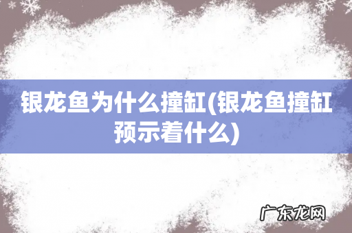 银龙鱼撞缸预示着什么 银龙鱼为什么撞缸