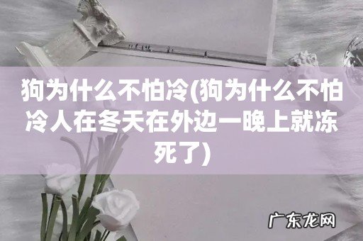 狗为什么不怕冷人在冬天在外边一晚上就冻死了 狗为什么不怕冷
