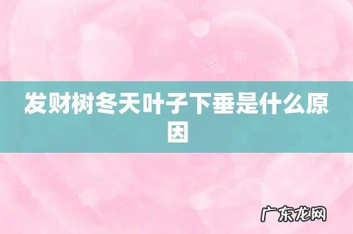 发财树冬天叶子下垂是什么原因