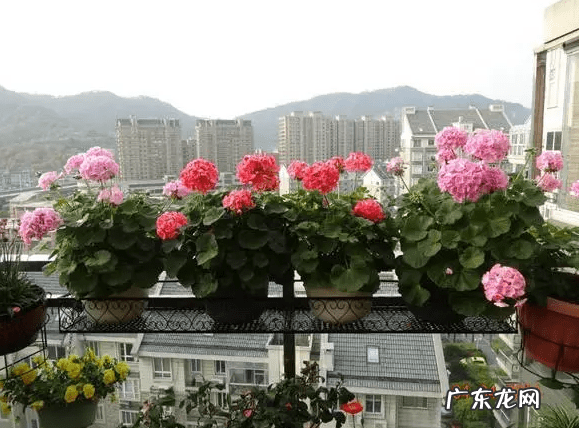 天竺葵的作用与危害 天竺葵有毒吗?