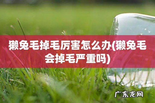 獭兔毛会掉毛严重吗 獭兔毛掉毛厉害怎么办