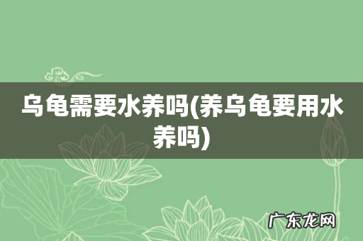 养乌龟要用水养吗 乌龟需要水养吗