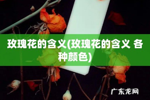 玫瑰花的含义 各种颜色 玫瑰花的含义
