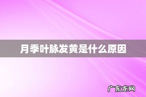 月季叶脉发黄是什么原因