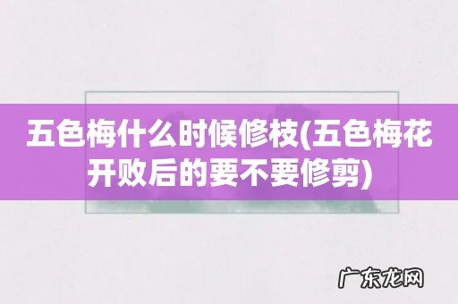 五色梅花开败后的要不要修剪 五色梅什么时候修枝