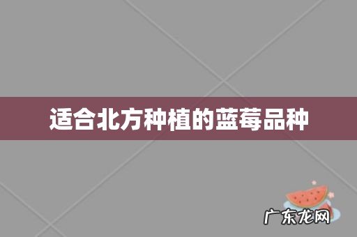 适合北方种植的蓝莓品种