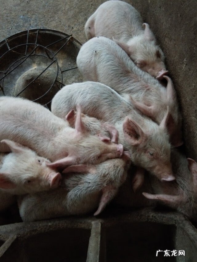 猪流感症状图片 猪流感症状有哪些