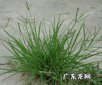 牛筋草的功效与作用禁忌 牛筋草的功效与作用点