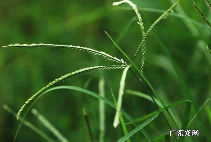 牛筋草的功效与作用禁忌 牛筋草的功效与作用点