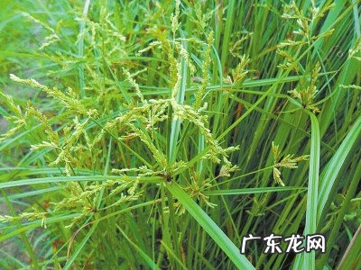 牛筋草的功效与作用禁忌 牛筋草的功效与作用点