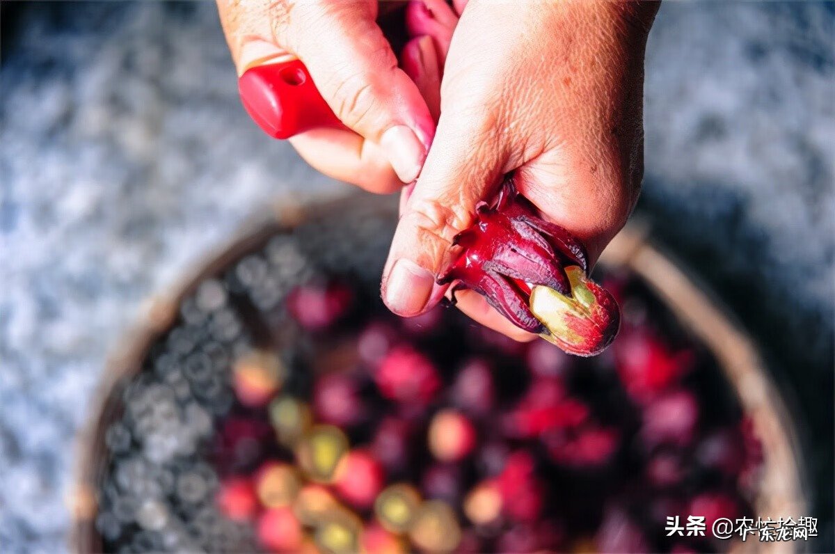 八月瓜盆栽种植技术 八月瓜的盆栽种植技术