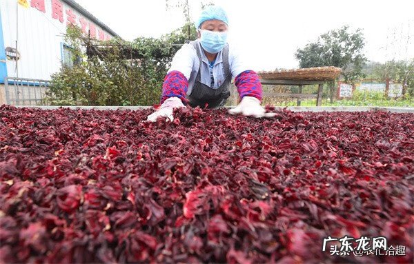 八月瓜盆栽种植技术 八月瓜的盆栽种植技术
