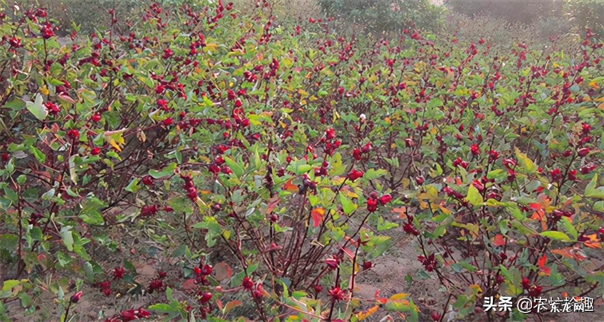 八月瓜盆栽种植技术 八月瓜的盆栽种植技术