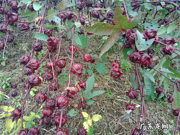 八月瓜盆栽种植技术 八月瓜的盆栽种植技术