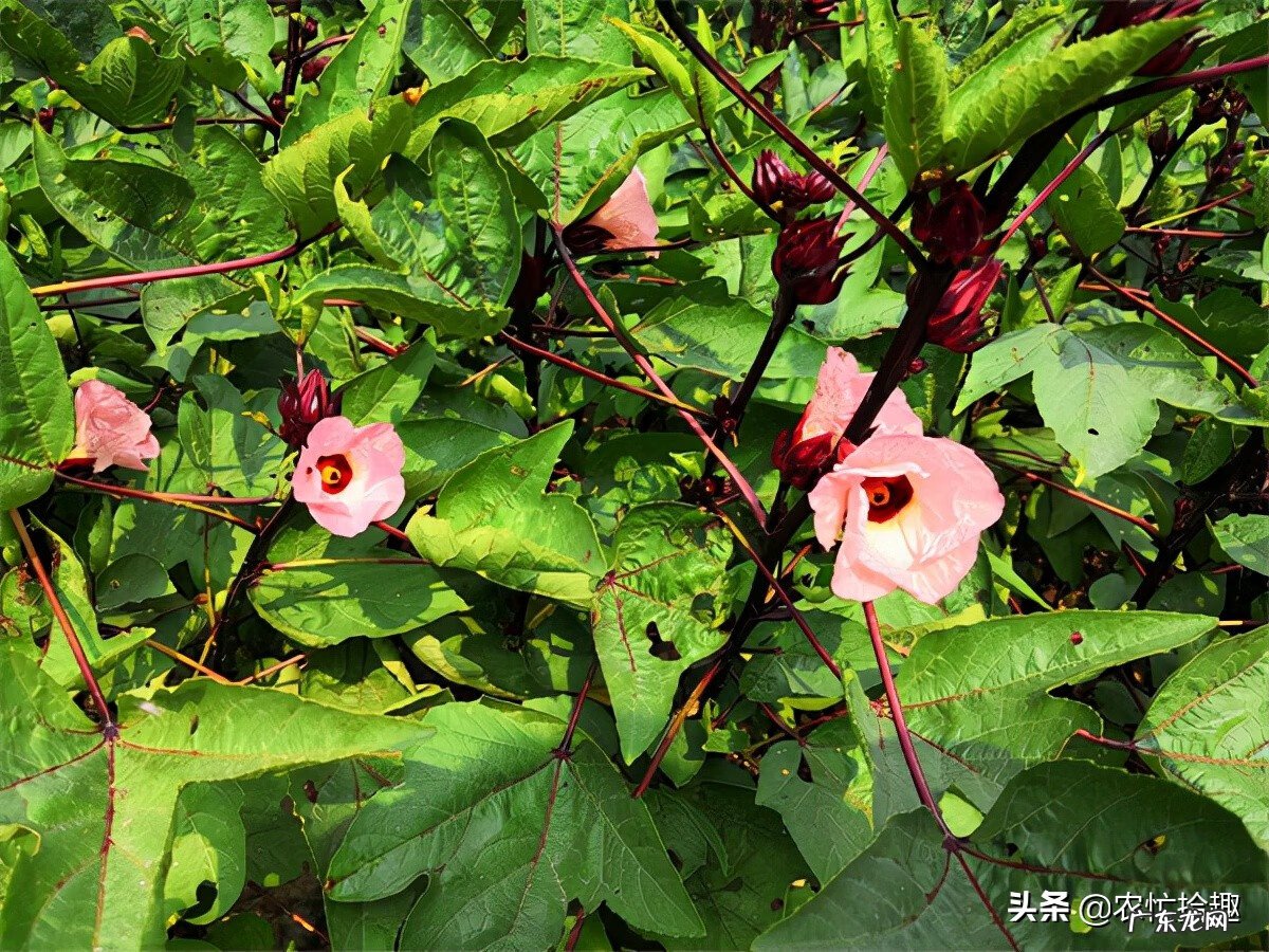 八月瓜盆栽种植技术 八月瓜的盆栽种植技术