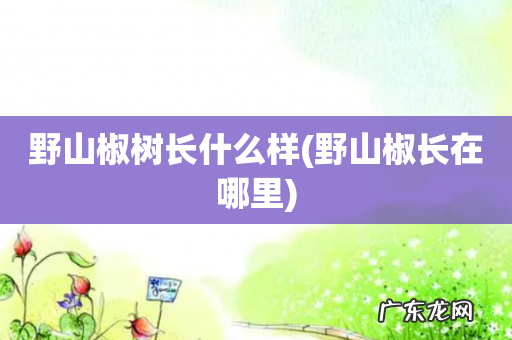 野山椒长在哪里 野山椒树长什么样