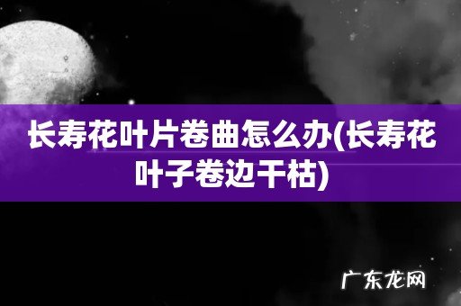 长寿花叶子卷边干枯 长寿花叶片卷曲怎么办