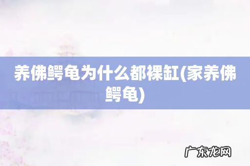 家养佛鳄龟 养佛鳄龟为什么都裸缸
