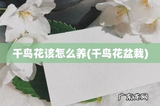千鸟花盆栽 千鸟花该怎么养